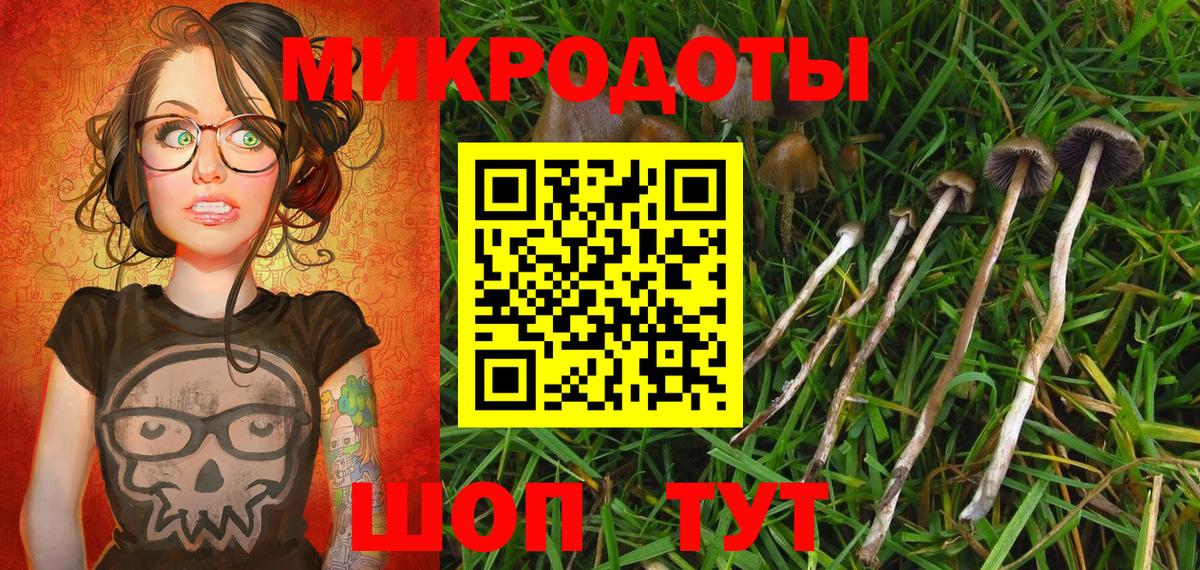 Псилоцибиновые грибы Psilocybe Балтийск